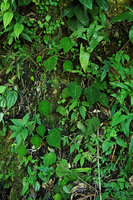Begonia pustulata on vertical earth bank, Cubilhuitz, Alta Verapaz, Guatemala