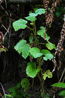 Begonia rieckei, erect flowering individual, Uraur, Kairatu, Seram, Moluccas