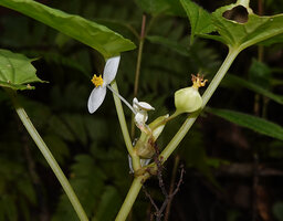 Begonia rieckei, male flower and old female flower with drying stigmas, Uraur, Kairatu, Seram, Moluccas