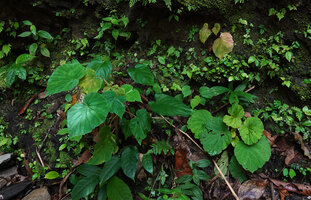 Begonia rieckei on left and Begonia galeolepis on right, Uraur, Kairatu, Seram, Moluccas