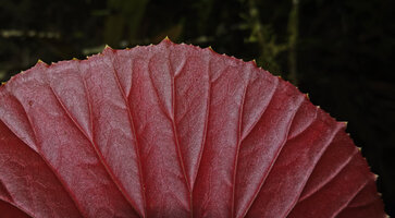 Begonia rieckei, whitish hydatherous teeth along the leaf margin, Manusela NP, 800 m asl, Seram, Moluccas