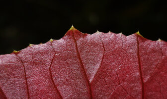 Begonia rieckei, whitish hydathodes at the end of the veins, Manusela NP, 800 m asl, Seram, Moluccas