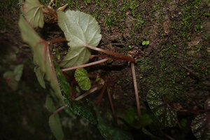 Begonia riparia, branched superficial tuber on vertical mossy rock, Sanje waterfall, Udzungwa NP, 600 m asl, Tanzania