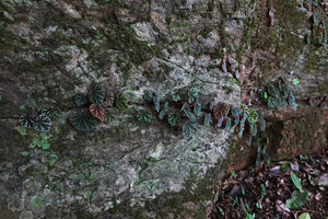 Begonia riparia, individuals established along a horizontal rock fissure on the vertical rock face, Sanje waterfall, Udzungwa NP, 600 m asl, Tanzania