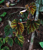 Begonia riparia, leaves translucent due to sunflecks, Sanje waterfall, Udzungwa NP, 600 m asl, Tanzania