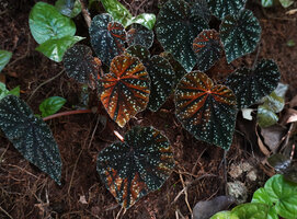 Begonia riparia, leaves transluscent due to sunflecks, Sanje waterfall, Udzungwa NP, 600 m asl, Tanzania
