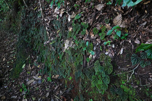 Begonia riparia, mixed population on a vertical rocky bank, Sanje waterfall, Udzungwa NP, 600 m asl, Tanzania