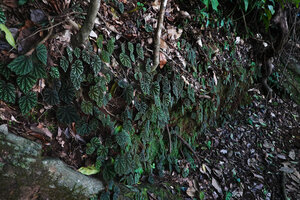Begonia riparia on a vertical earth and rock bank, Sanje waterfall, Udzungwa NP, 600 m asl, Tanzania