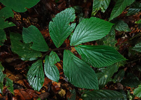 Begonia rotundibracteata, Danum Valley, Sabah, Borneo