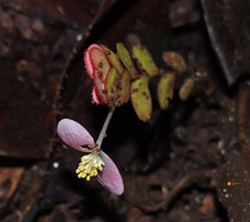 Begonia rotundibracteata, inflorescence just above forest floor, bracts and male flower, Danum Valley, Sabah, Borneo