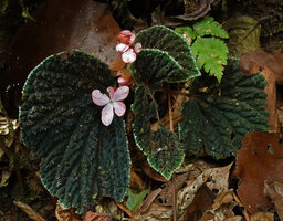 Begonia ruthiae, Danum Valley, Sabah, Borneo