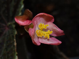 Begonia ruthiae, female flower at anthesis, Danum Valley, Sabah, Borneo