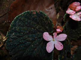 Begonia ruthiae, female flower, Danum Valley, Sabah, Borneo
