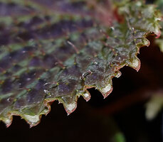 Begonia ruthiae, hydatherous teeth on leaf margin, Danum Valley, Sabah, Borneo