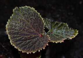 Begonia ruthiae, young leaves with erect stiff hairs and hydatherous teeth on leaf margin, Danum Valley, Sabah, Borneo