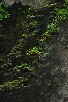 Begonias and ferns on successive karst steps at cave entrance, Bau, Sarawak, Borneo