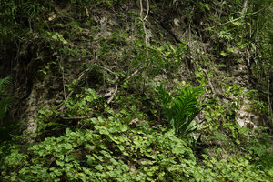 Begonia sericoneura and Anthurium schlechtendalii at the base of Maya ruins, Tikal, Guatemala
