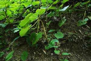 Begonia sericoneura at the base of Maya ruins, Tikal, Guatemala