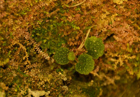 Begonia sibthorpioides in habitat among dry Selaginella stems, Langkawi, Malaysia