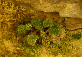 Begonia sibthorpioides upper leaf surface with erect long stiff hairs with a bright white refringent spot at each base, Langkawi, Malaysia
