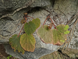 Begonia siccacaudata, blackish fibrous roots emerging from the superficially adhering tuberous base, Rammang Rammang, Maros, South Sulawesi