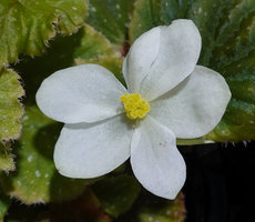Begonia siccacaudata, female flower fully open and flat on the second day after closing at night due to nyctinasty, Rammang Rammang, Maros, South Sulawesi