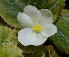 Begonia siccacaudata, female flower, tepals and stigmates, Rammang Rammang, Maros, South Sulawesi