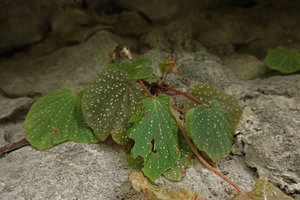 Begonia siccacaudata, fruiting individual, Rammang Rammang, Maros, South Sulawesi
