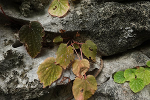 Begonia siccacaudata, green and brown leaved individuals on their shaded karst habitat at the beginning of the dry season, Rammang Rammang, Maros, South Sulawesi