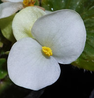 Begonia siccacaudata, male two tepaled flower at anthesis, Rammang Rammang, Maros, South Sulawesi