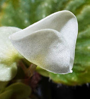 Begonia siccacaudata, male two tepaled flower closing at night and opening again the next morning due to nyctinasty, Rammang Rammang, Maros, South Sulawesi