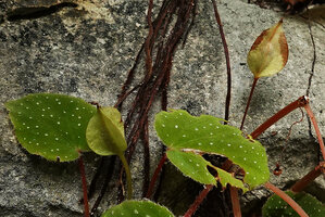 Begonia siccacaudata, maturing erect capsular fruits, Rammang Rammang, Maros, South Sulawesi