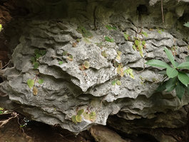 Begonia siccacaudata, mixed population of green and brown leaved individuals on their shaded karst habitat, Rammang Rammang, Maros, South Sulawesi
