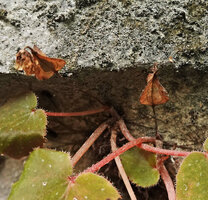 Begonia siccacaudata, ripe erect three winged capsular fruits, Rammang Rammang, Maros, South Sulawesi