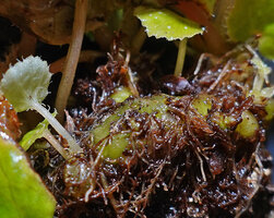 Begonia siccacaudata, tuberous base producing seasonal roots and stemless shoots, an unusual feature for the species of this section Petermannia, Rammang Rammang, Maros, South Sulawesi