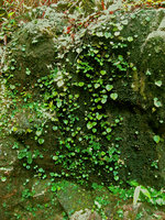 Begonia sinuata and Argostemma bifolium, Chanthaburi, Thailand