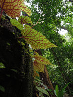 Begonia sinuata, leaf undersurface with red nerves, Si Phangna NP, Thailand