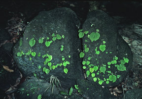 Begonia sinuata, population of single leaved individuals on vertical rocks,Tioman, Malaysia