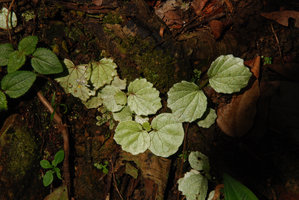 Begonia sinuata var. pantiensis on a vertical rock, Johore, Malaysia