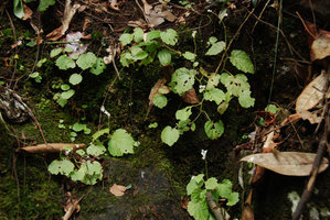 Begonia sinuata var. pantiensis, each individual stem producing three to six leaves, Johore, Malaysia