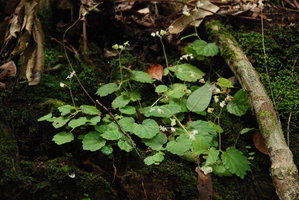 Begonia sinuata var. pantiensis, flowering population on a vertical rock, Johore, Malaysia
