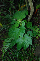 Begonia sonderiana, Blyde River Canyon, South Africa