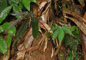 Begonia procridifolia, brown anthocyanic form and green form with bright white refringent spots growing side by side on earth slope, Ngao waterfall, Ranong, Thailand