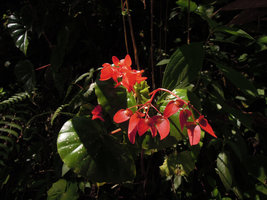 Begonia sp., Manu NP, 2000 m, Peru