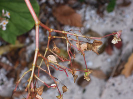 Begonia elnidoensis, capsules with six vertical slits and distally dried peduncle allowing incensory wind dispersal, El Nido, Palawan, Philippines