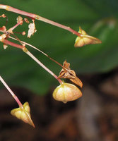 Begonia elnidoensis, close-up of capsules with six slits allowing incensory wind dispersal, El Nido, Palawan, Philippines