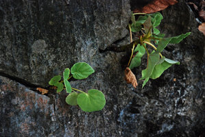 Begonia elnidoensis, green leaf form, El Nido, Palawan, Philippines, February 2009