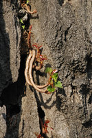 Begonia elnidoensis, close up, Palawan, El Nido, Philippines