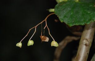 Begonia elnidoensis, infructescence with distally dried peduncle allowing incensory seed dispersal, Palawan, El Nido, Philippines