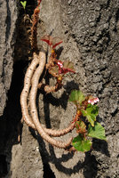 Begonia elnidoensis, leaf and inflorescence scars continuous at each node, El Nido, Palawan, Philippines